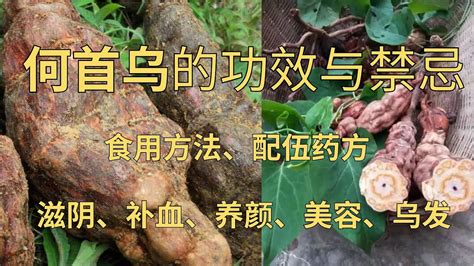 生首禁忌|何首乌的功效与作用及食用方法和禁忌